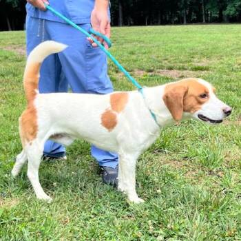 Lieutenant Dan -  Mixed Breed and Hound Dog for Adoption in Mebane, North Carolina - Lieutenant Dan | PetCurious