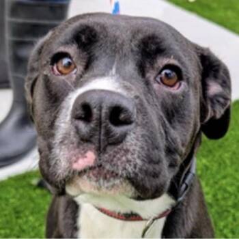 Boxer Dogs Available for Adoption - Raider AB | PetCurious