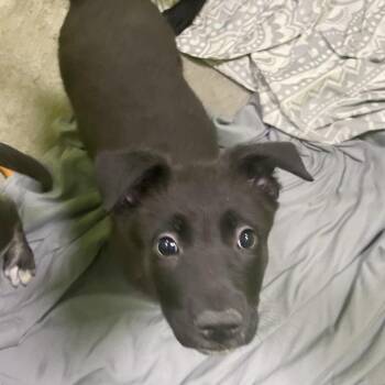 Labrador Retriever and Husky Dogs Available for Adoption - Everett | PetCurious