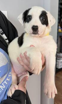 Astro -  Pit Bull Terrier and Shepherd Dog for Adoption in Oxford, Michigan - Astro | PetCurious
