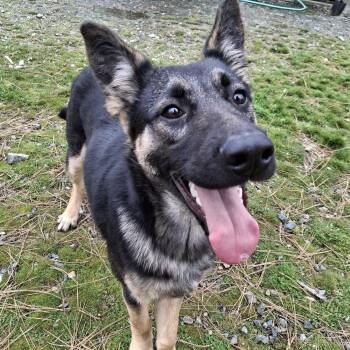 German Shepherd Dog Dogs Available for Adoption - Smokey | PetCurious