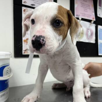 Butterbean -  English Bulldog and Mixed Breed Dog for Adoption in Birmingham, Alabama - Butterbean | PetCurious