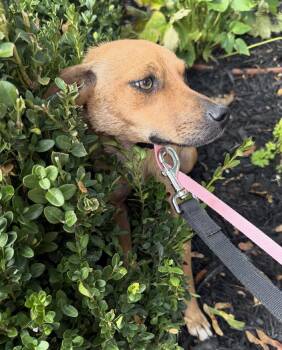 Penny -  Labrador Retriever and Chihuahua Dog for Adoption in Bloomfield Hills, Michigan - Penny | PetCurious