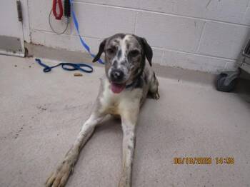 (301) -  Hound Dog for Adoption in Marietta, Georgia - (301) | PetCurious