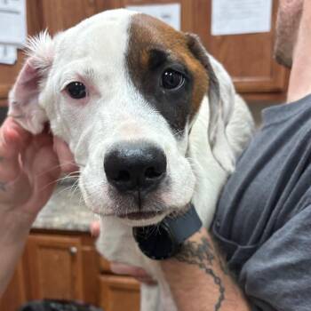 Hollister -  Hound and Mixed Breed Dog for Adoption in West Point, Mississippi - Hollister | PetCurious