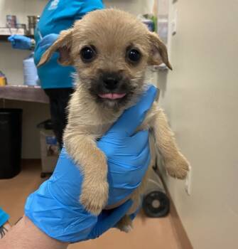 Rescue Chihuahua Dogs for Adoption in Kennewick, Washington - Jisoo | PetCurious