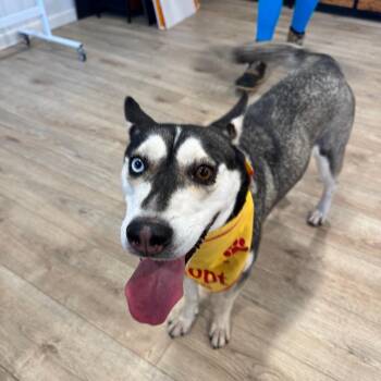 LOUISE (672) -  Husky Dog for Adoption in Indiantown, Florida - LOUISE (672) | PetCurious