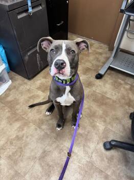 Spuds -  Mixed Breed Dog for Adoption in Springfield, Ohio - Spuds | PetCurious