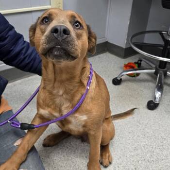 Goldie -  Mixed Breed Dog for Adoption in Fort Bragg, California - Goldie | PetCurious