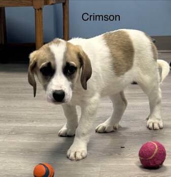 Coonhound and Great Pyrenees Dogs Available for Adoption in Ulster, Pennsylvania - Crimson | PetCurious