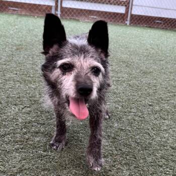 Bob Barker -  Terrier Dog for Adoption in Pacific Grove, California - Bob Barker | PetCurious