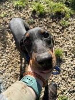Luke -  Coonhound Dog for Adoption in Circleville, Ohio - Luke | PetCurious