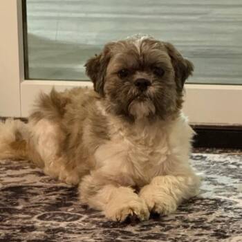 Shih Tzu Dogs Available for Adoption in Cincinnati, Ohio - Lizzy | PetCurious