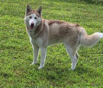 Sasha -  Siberian Husky Dog for Adoption in Wabash, Indiana - Sasha | PetCurious