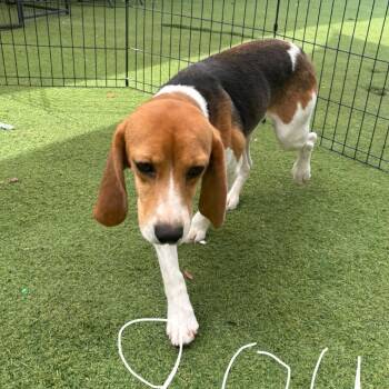 Juniper 9044 aka Juniper 2 -  Beagle Dog for Adoption in Loxahatchee Groves, Florida - Juniper 9044 Aka Juniper 2 | PetCurious