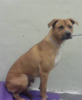 Staffordshire Bull Terrier and Mixed Breed Dogs Available for Adoption in Houston, Texas - SASUKE | PetCurious