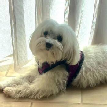 Maltese Dogs Available for Adoption in Orlando, Florida - Powder Puff | PetCurious