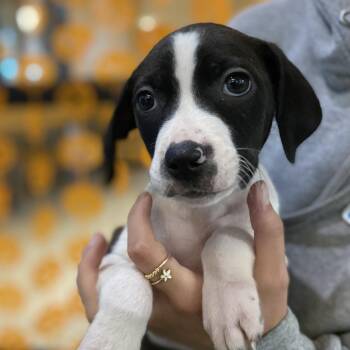 Blue -  Retriever and Terrier Dog for Adoption in Cheyenne, Wyoming - Blue | PetCurious