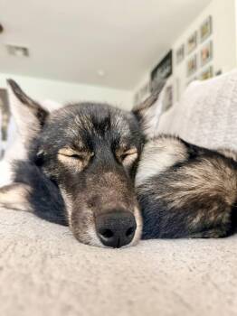 Livvy Lulu *Coming Soon* -  Siberian Husky Dog for Adoption in Carrollton, Texas - Livvy Lulu *Coming Soon* | PetCurious