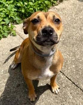 Niccola -  American Staffordshire Terrier and Mixed Breed Dog for Adoption in Kansas City, Missouri - Niccola | PetCurious