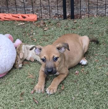 Adobe -  Labrador Retriever and German Shepherd Dog Dog for Adoption in Apache Junction, Arizona - Adobe | PetCurious