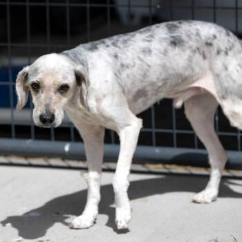 Terrier Dogs Available for Adoption in Peyton, Colorado - Tater (MR26-138) | PetCurious