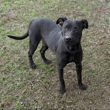 Labrador Retriever Dogs Available for Adoption - Dan | PetCurious