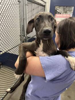Arthur 4 months AVAILABLE 8/19 -  Labrador Retriever Dog for Adoption in Sterling, Massachusetts - Arthur 4 Months AVAILABLE 8/19 | PetCurious