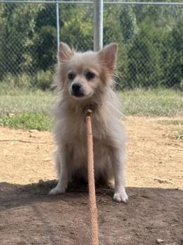 Houdini -  Pomeranian Dog for Adoption in Yellville, Arkansas - Houdini | PetCurious