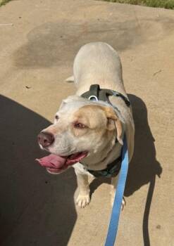 Labrador Retriever and Mixed Breed Dogs Available for Adoption in Little Rock, Arkansas - Pearl | PetCurious