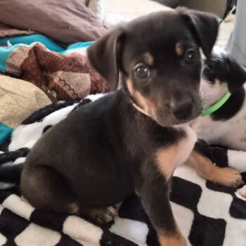 Hound and Foxhound Dogs Available for Adoption in Columbia, Illinois - White(Tiana) | PetCurious