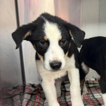 Mixed Breed Dogs Available for Adoption in Lake Jackson, Texas - Boromir | PetCurious