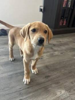 Labrador Retriever Dogs Available for Adoption in Colorado Springs, Colorado - Hugh | PetCurious