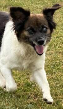 Mildred -  Papillon Dog for Adoption in Bryan, Ohio - Mildred | PetCurious