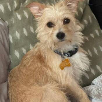 Pinky -  Terrier and Chihuahua Dog for Adoption in Houston, Texas - Pinky | PetCurious