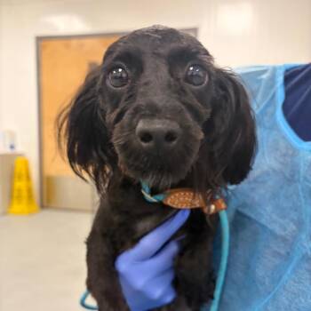 Lumie -  Mixed Breed Dog for Adoption in Sinking Spring, Pennsylvania - Lumie | PetCurious