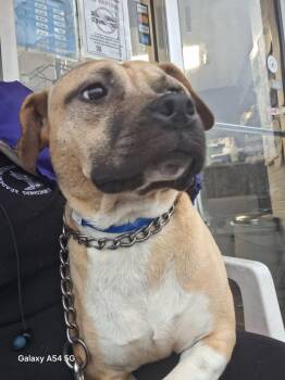 American Bulldog Dogs Available for Adoption in Parma, Ohio - Wilbur | PetCurious