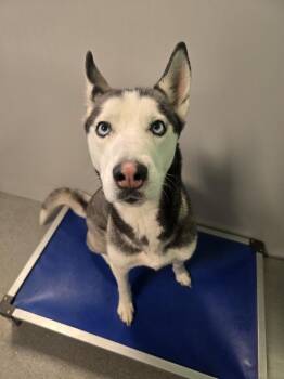 Siberian Husky Dogs Available for Adoption in Wellington, Kansas - Rogue | PetCurious