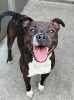 Omelet -  Pit Bull Terrier Dog for Adoption in Chicago, Illinois - Omelet | PetCurious
