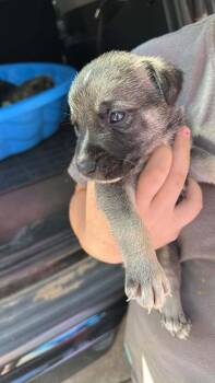 Killer Crew  -  German Shepherd Dog and Pit Bull Terrier Dog for Adoption in Oswego, South Carolina - Killer Crew  | PetCurious