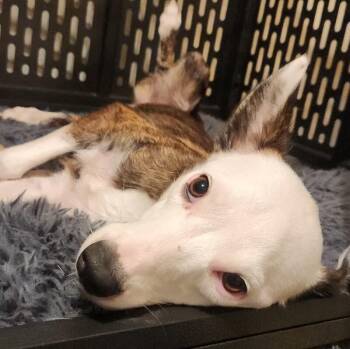 HARLEY BATMAN -  Dachshund and Cattle Dog Dog for Adoption in Lawton, Oklahoma - HARLEY BATMAN | PetCurious