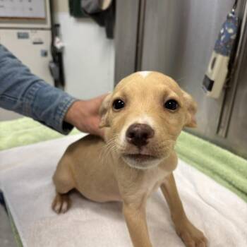 Chihuahua and Dachshund Dogs Available for Adoption - Ricky Martin | PetCurious