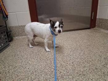 SAMMI -  Chihuahua and Mixed Breed Dog for Adoption in Colorado Springs, Colorado - SAMMI | PetCurious