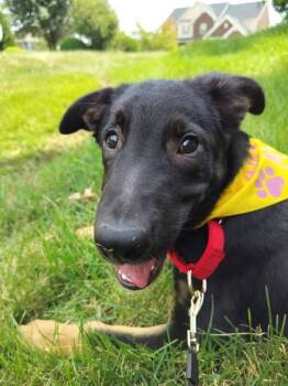 Dex -  Mixed Breed Dog for Adoption in Cincinnati, Ohio - Dex | PetCurious