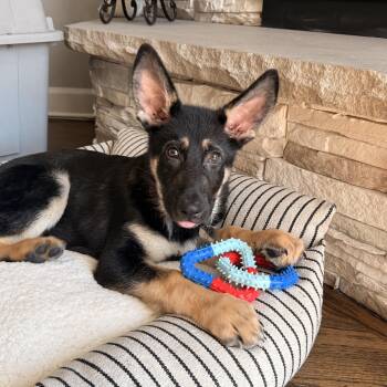 Titan -  German Shepherd Dog Dog for Adoption in Olive Branch, Mississippi - Titan | PetCurious