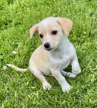 Terrier Dogs Available for Adoption in Lucedale, Mississippi - Jack | PetCurious