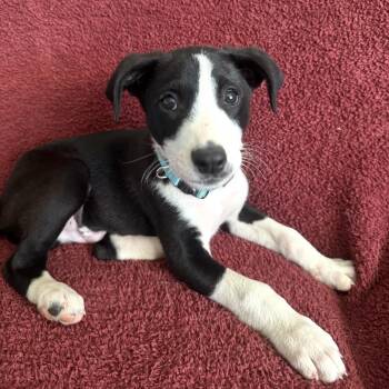 Biscuit -  Mixed Breed Dog for Adoption in Pelham, New Hampshire - Biscuit | PetCurious