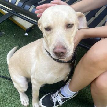 Cooper -  Labrador Retriever Dog for Adoption in Belleville, Illinois - Cooper | PetCurious
