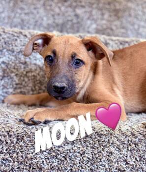 Moon -  German Shepherd Dog and Belgian Shepherd Malinois Dog for Adoption in Felton, Pennsylvania - Moon | PetCurious