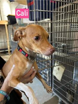 SF Cali -  Beagle and Chihuahua Dog for Adoption in Warrenton, Missouri - SF Cali | PetCurious